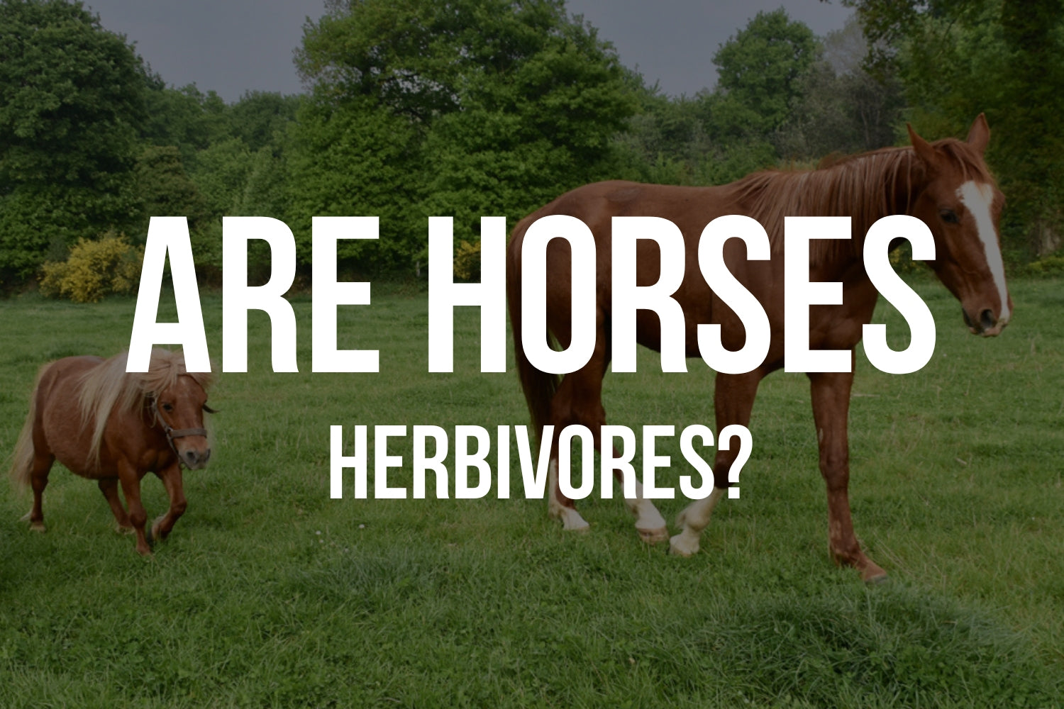 Are Horses Herbivores