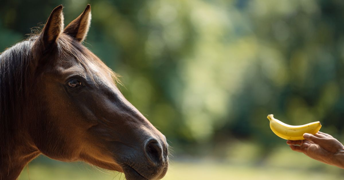 Are Bananas Good for Horses
