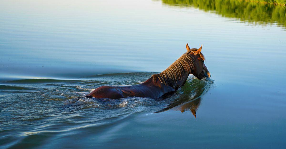Are Horses Good Swimmers