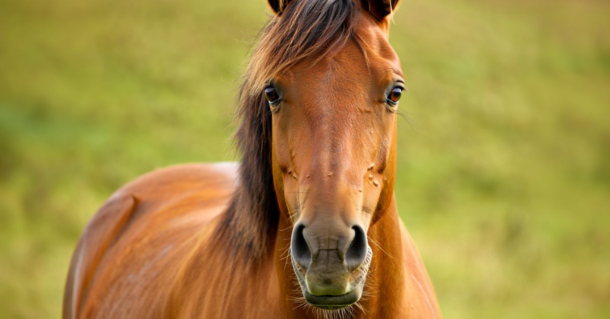 Are Horses Loyal