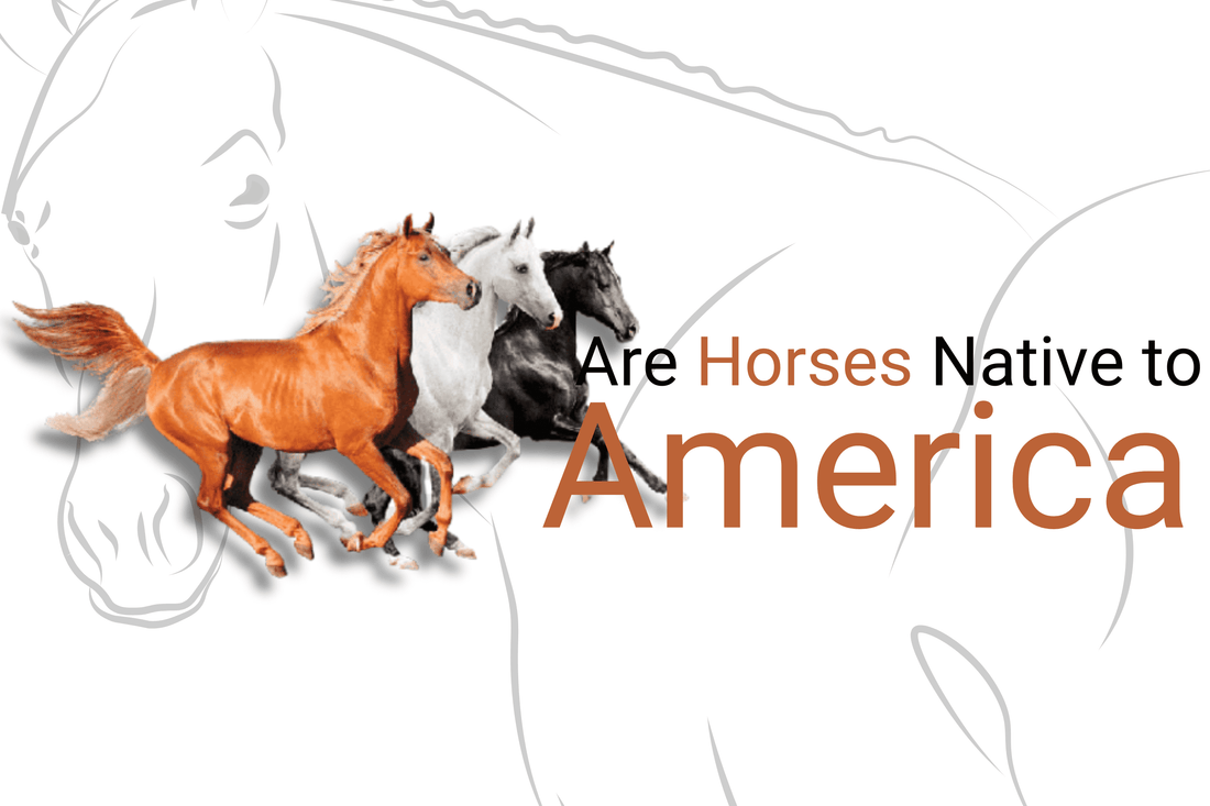 Are Horses Native to America