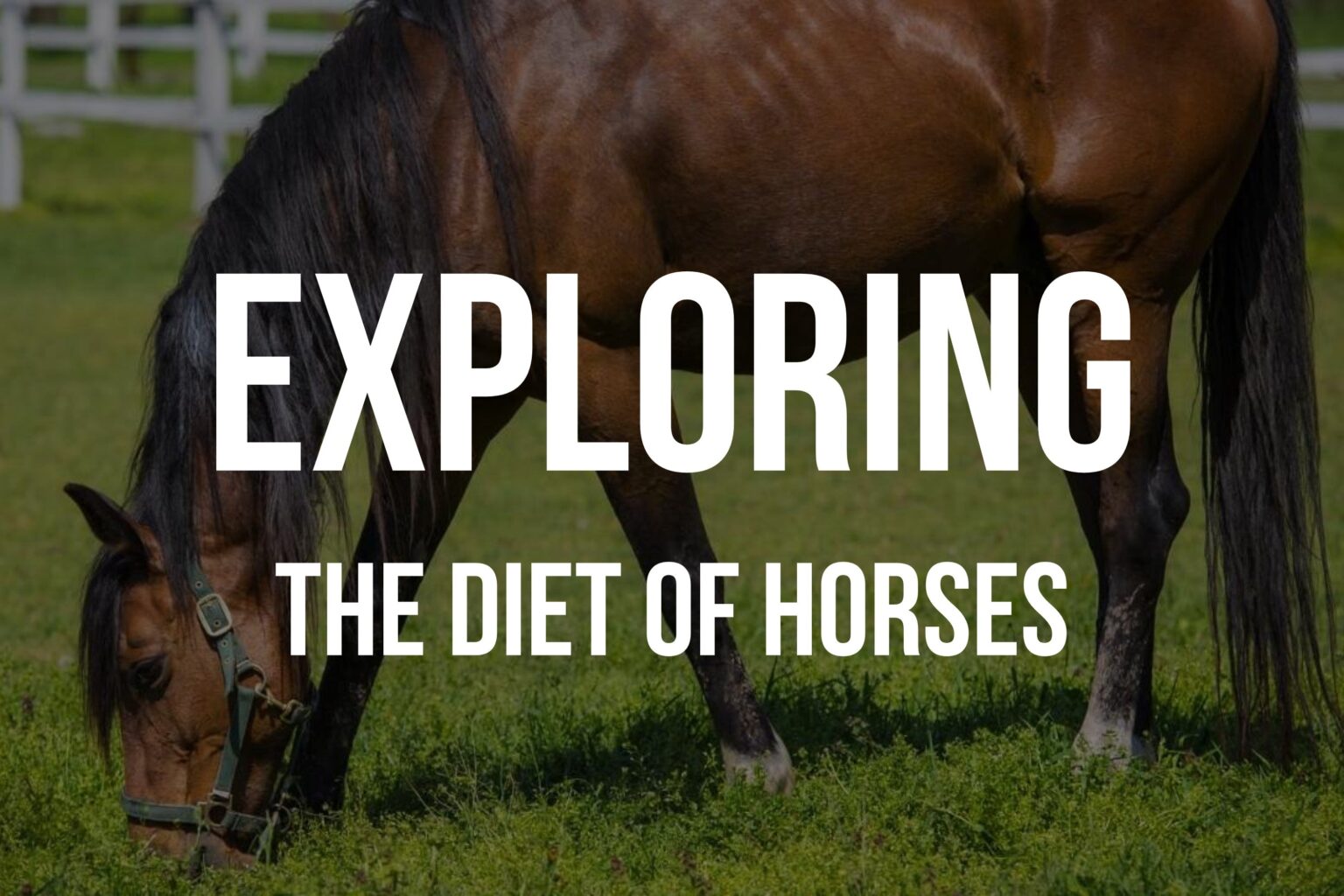 Are Horses Omnivores