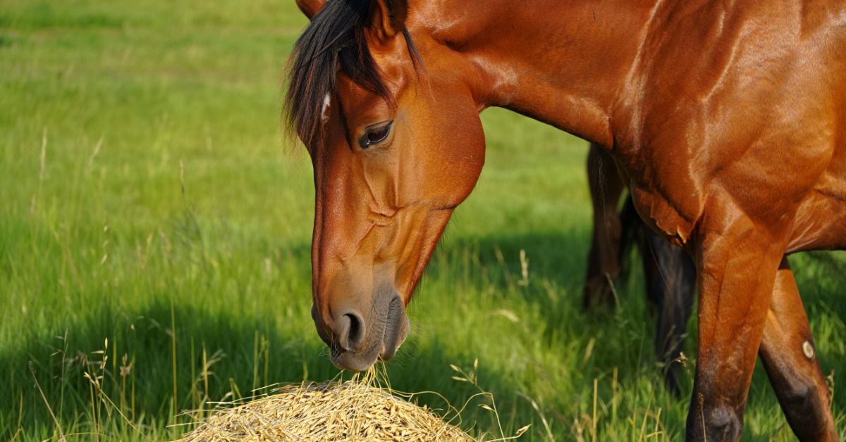 Are Oats Good for Horses