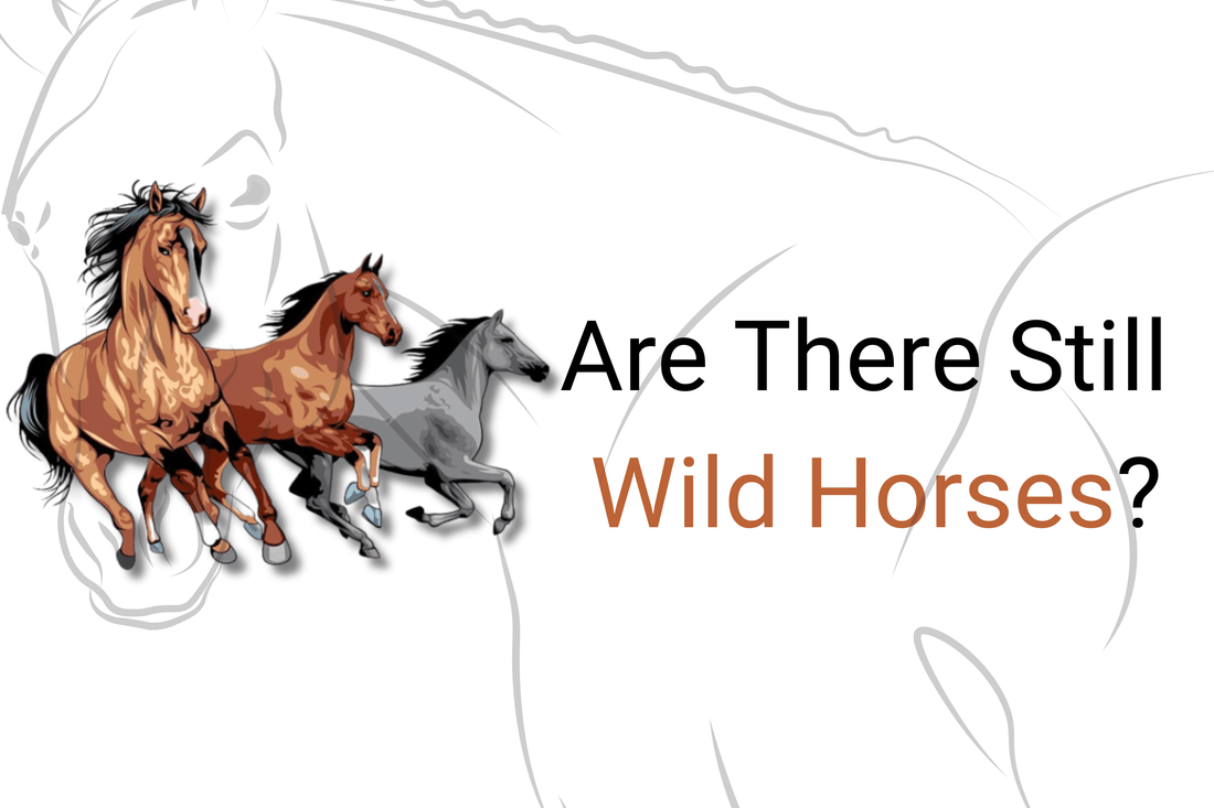 Are There Still Wild Horses