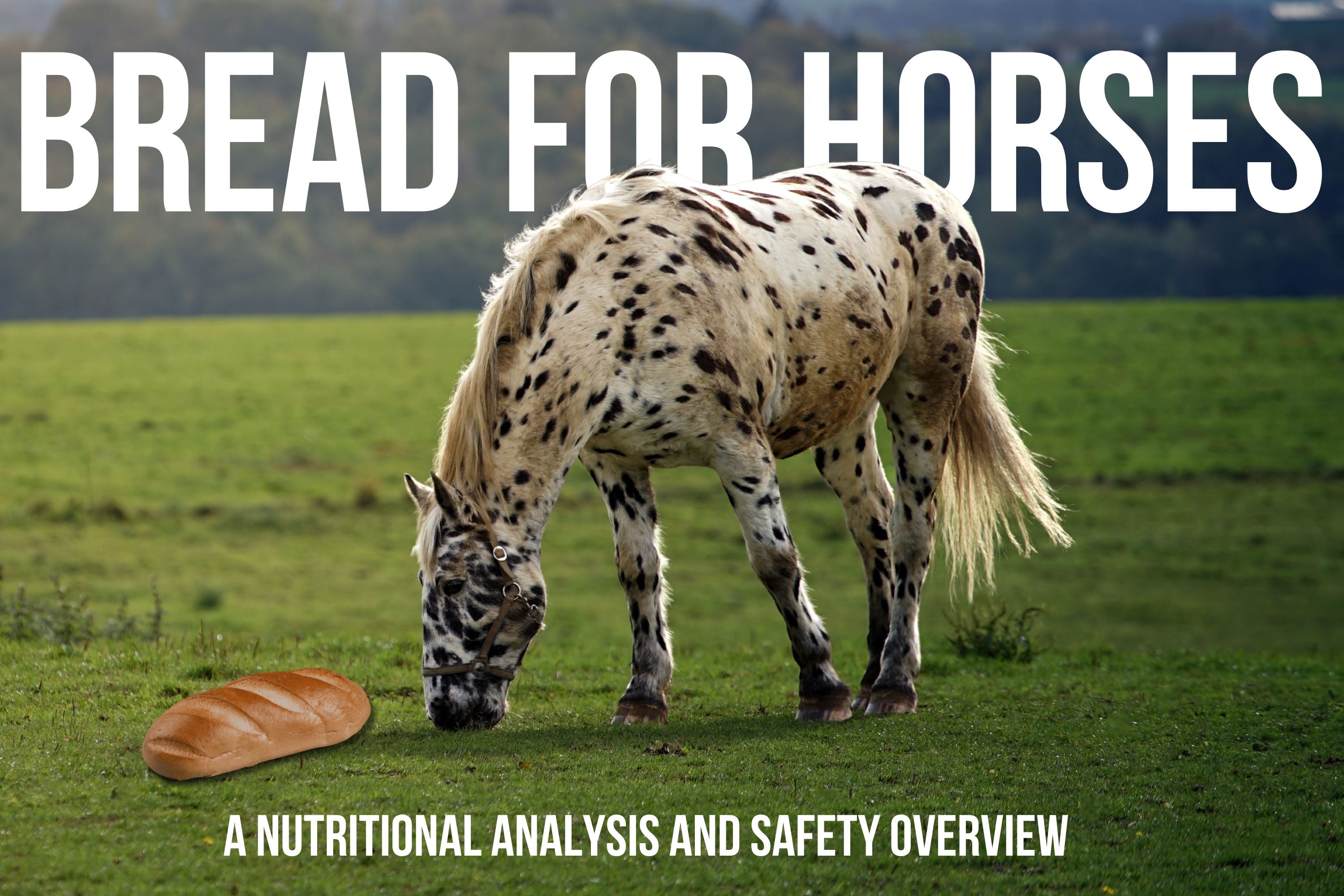 Can Horses Eat Bread