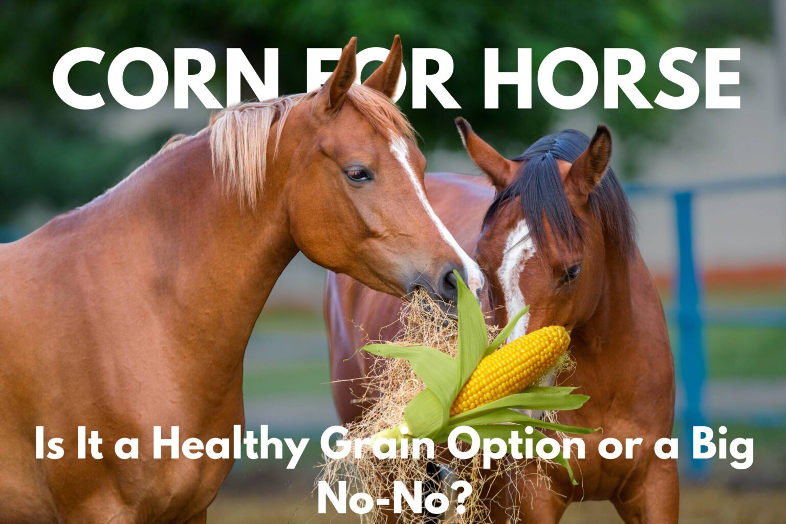 Can Horses Eat Corn?