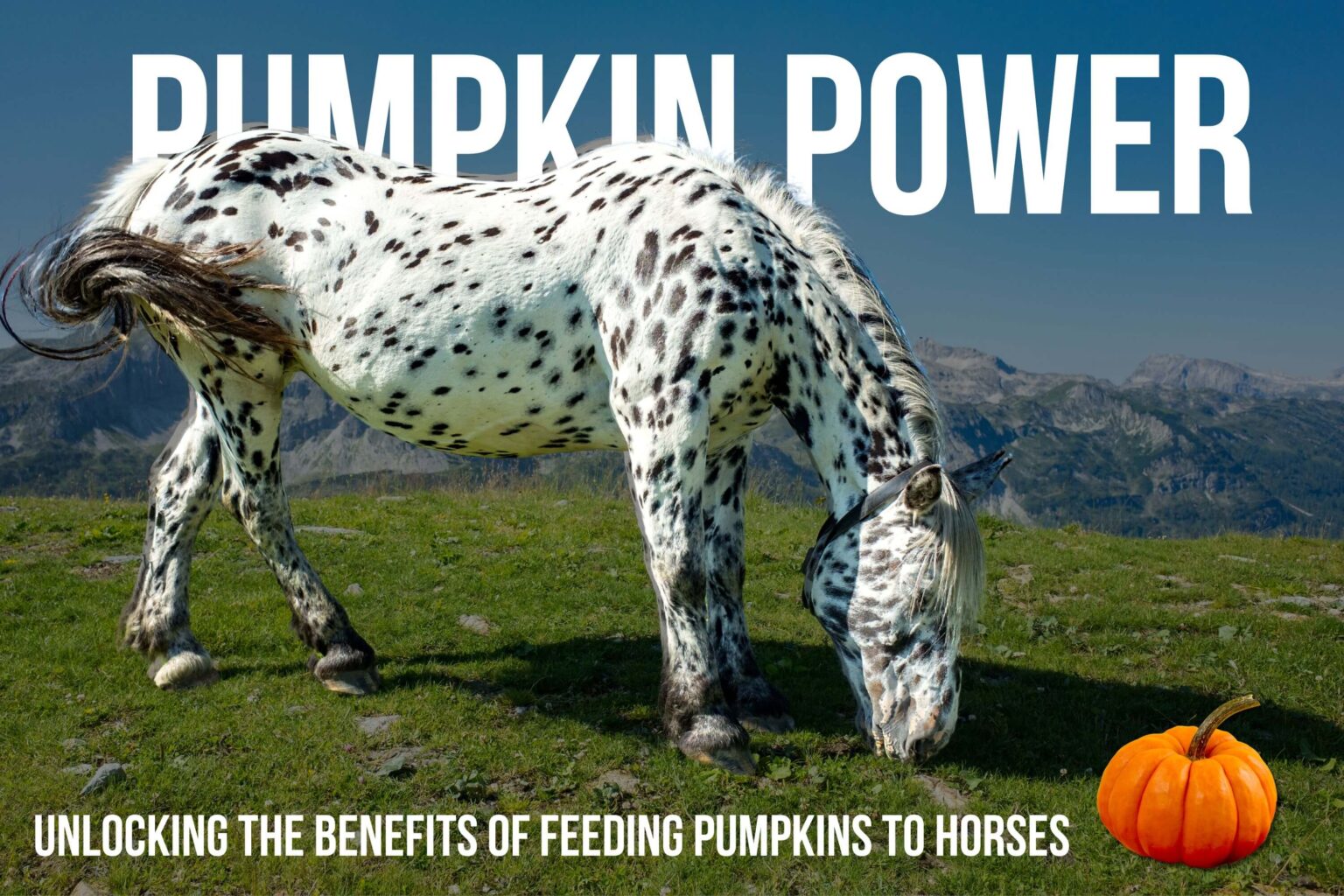 Can Horses Eat Pumpkins
