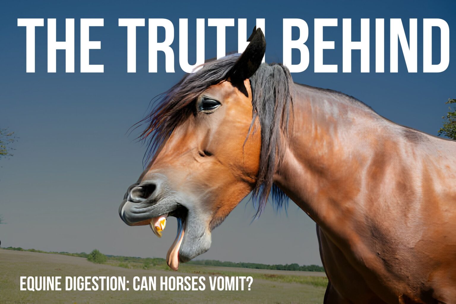 Can Horses Vomit
