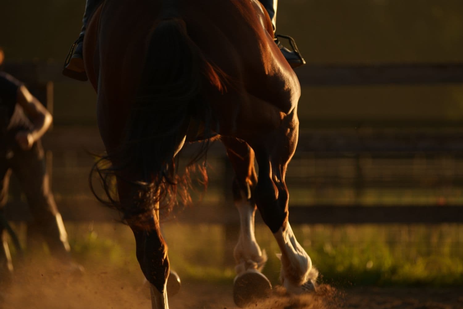 Can a Horse Kick Kill You