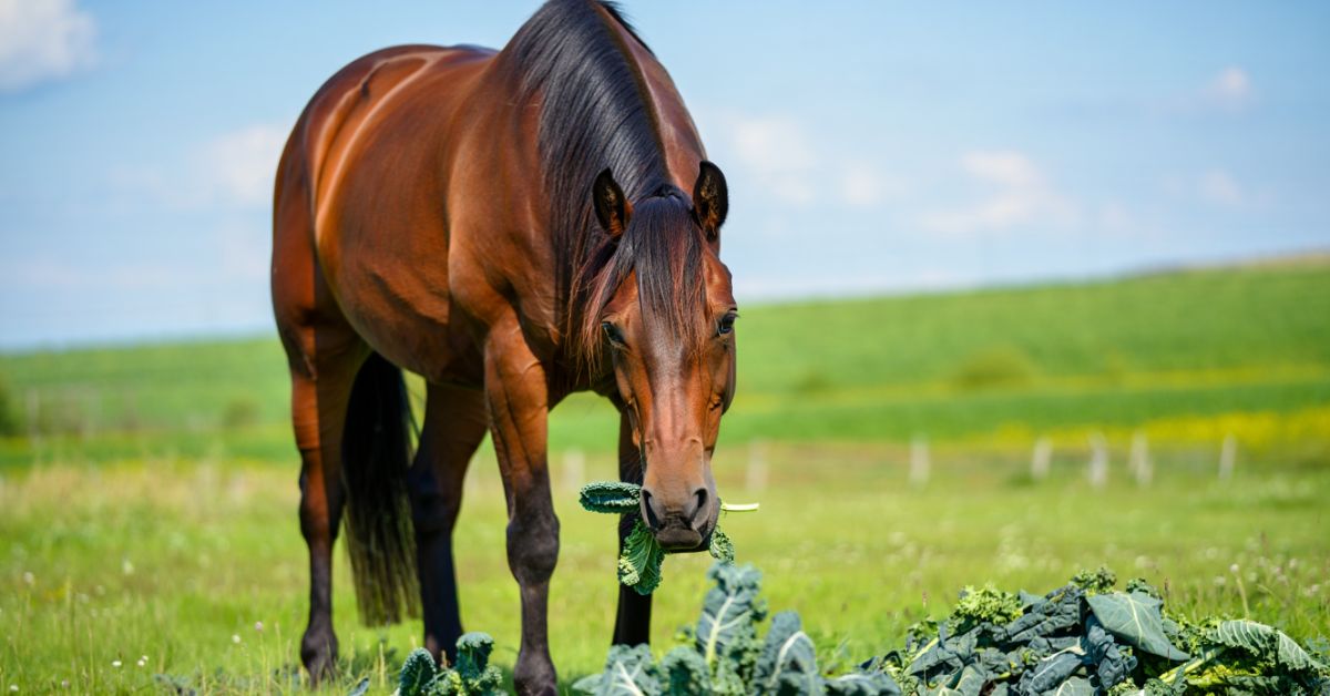 Can Horses Cry