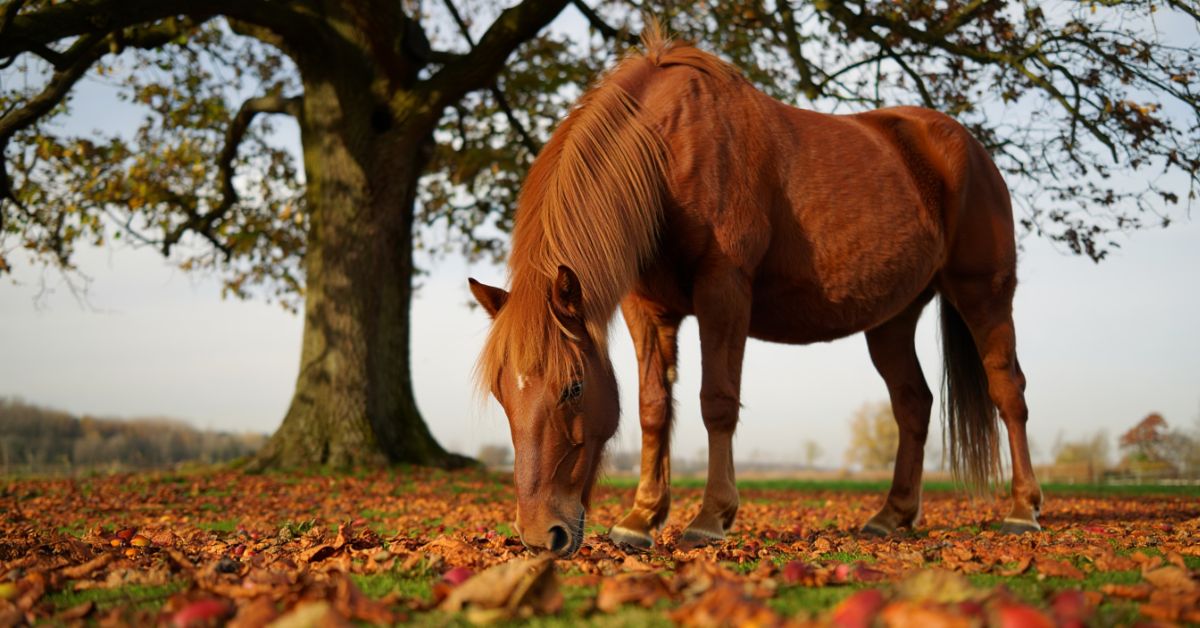 Can Horses Eat Acorns