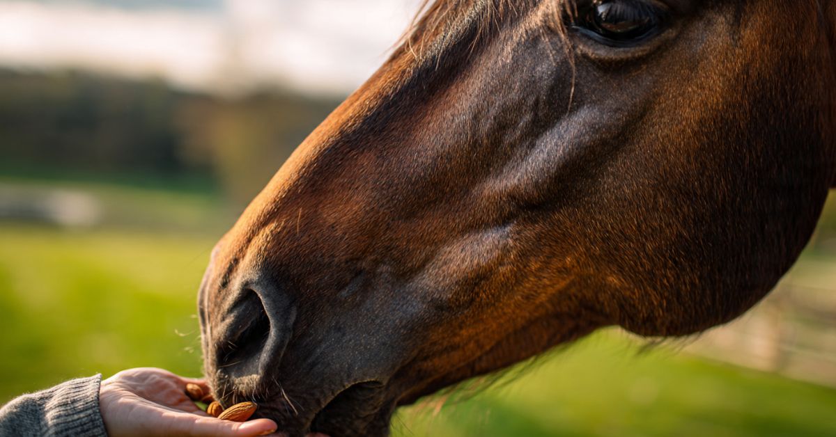Can Horses Eat Almonds