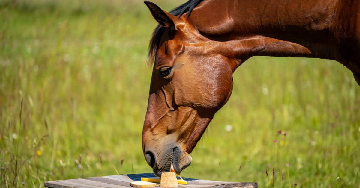 Can Horses Eat Cheese