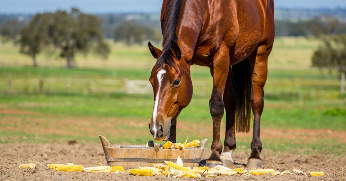 Can Horses Eat Corn Husks