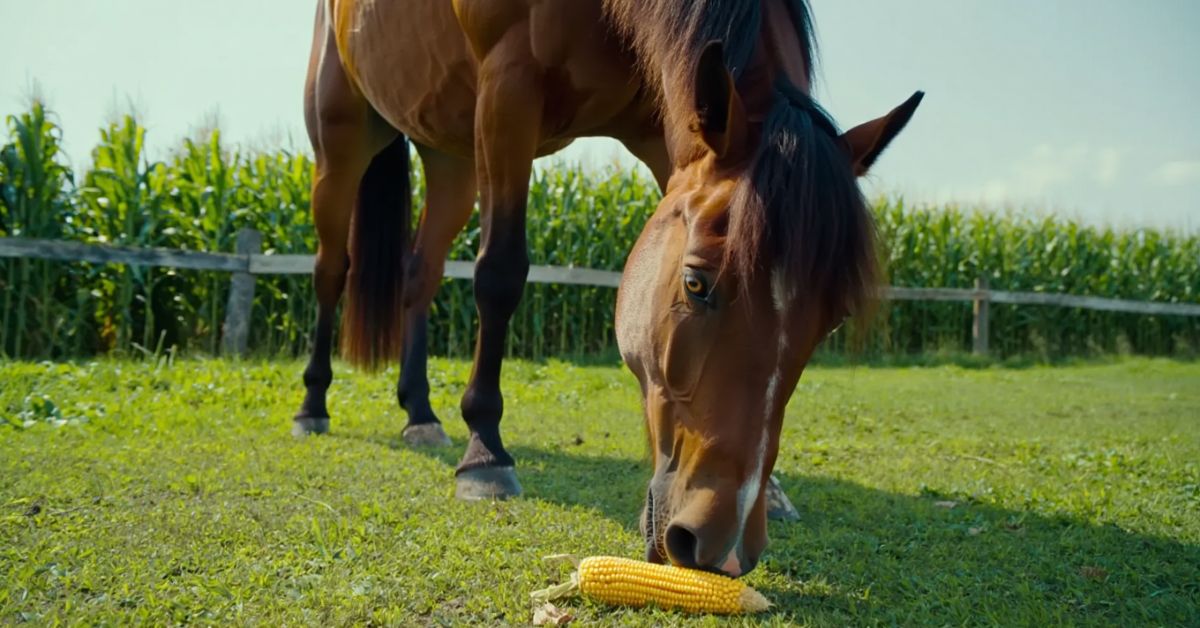Can Horses Eat Corn on the Cob