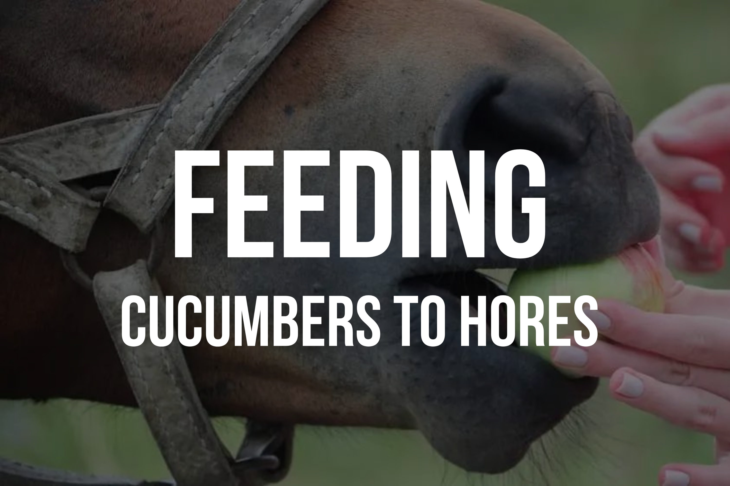 Can Horses Eat Cucumbers