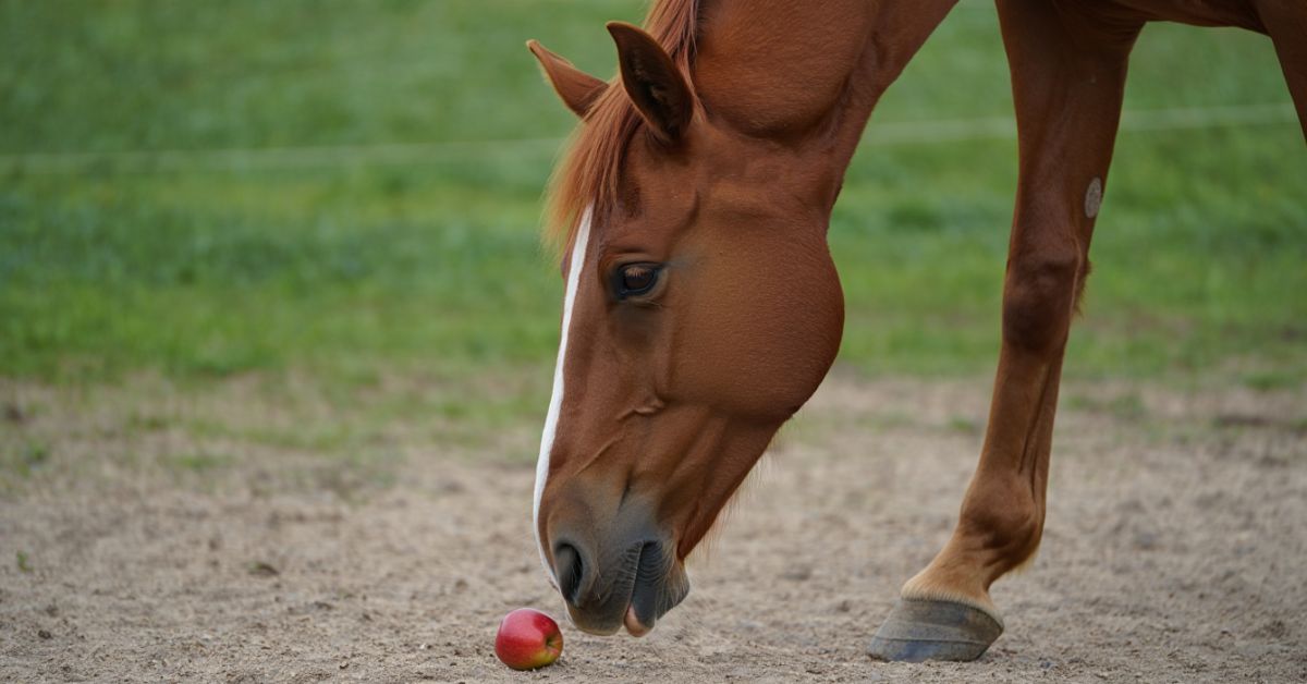 Can Horses Eat Dandelions