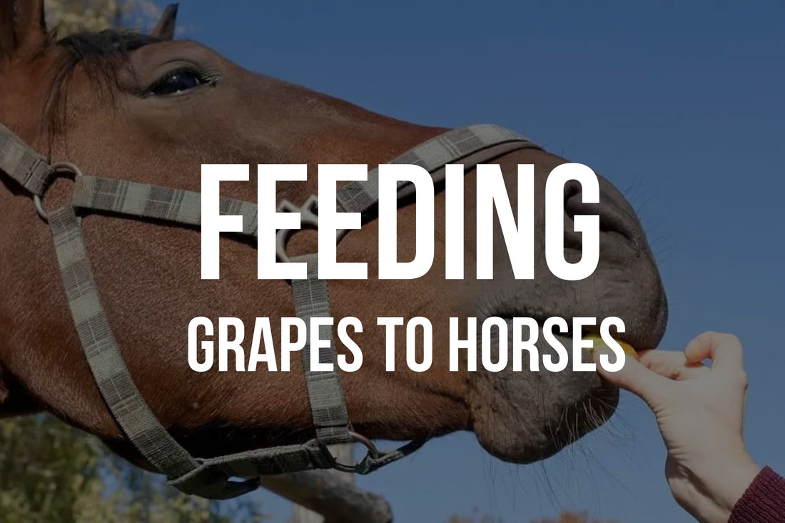 Can Horses Eat Grapes