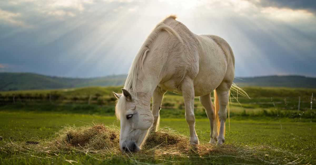 Can Horses Eat Hay That Has Been Rained On