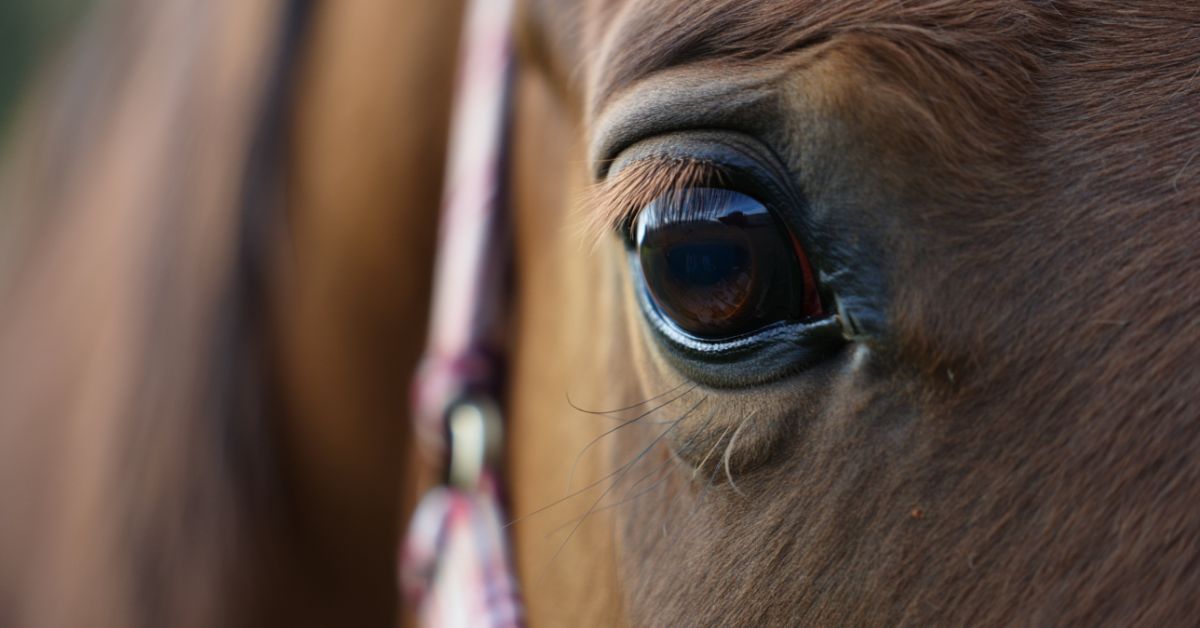 Can Horses Eat Kale