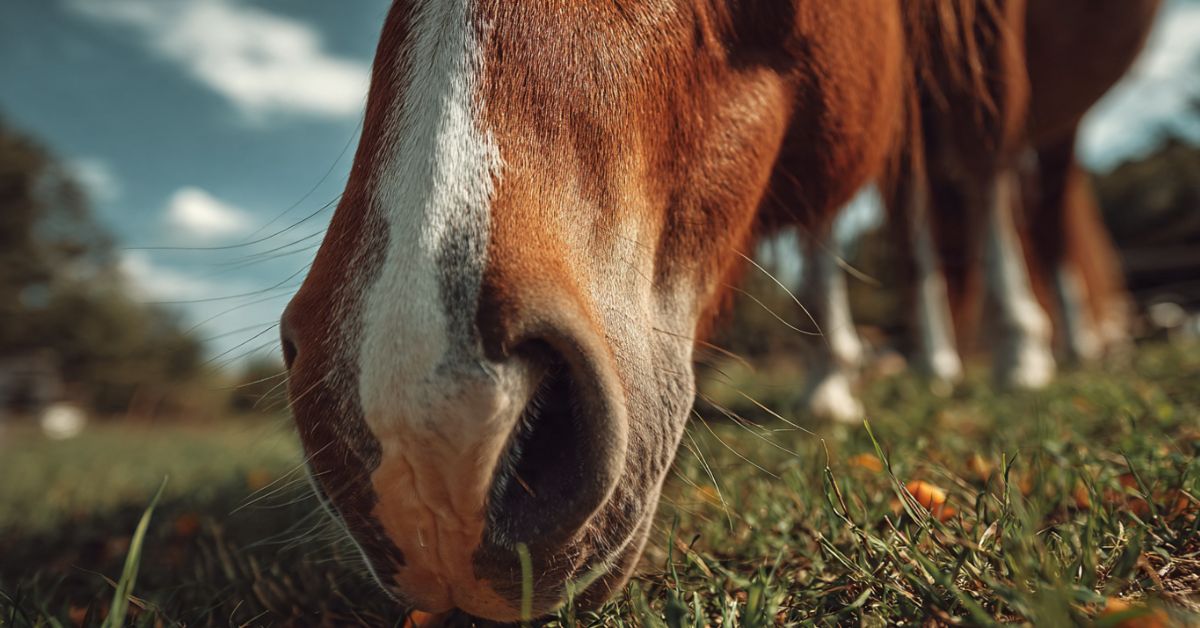 Can Horses Eat Orange Peels
