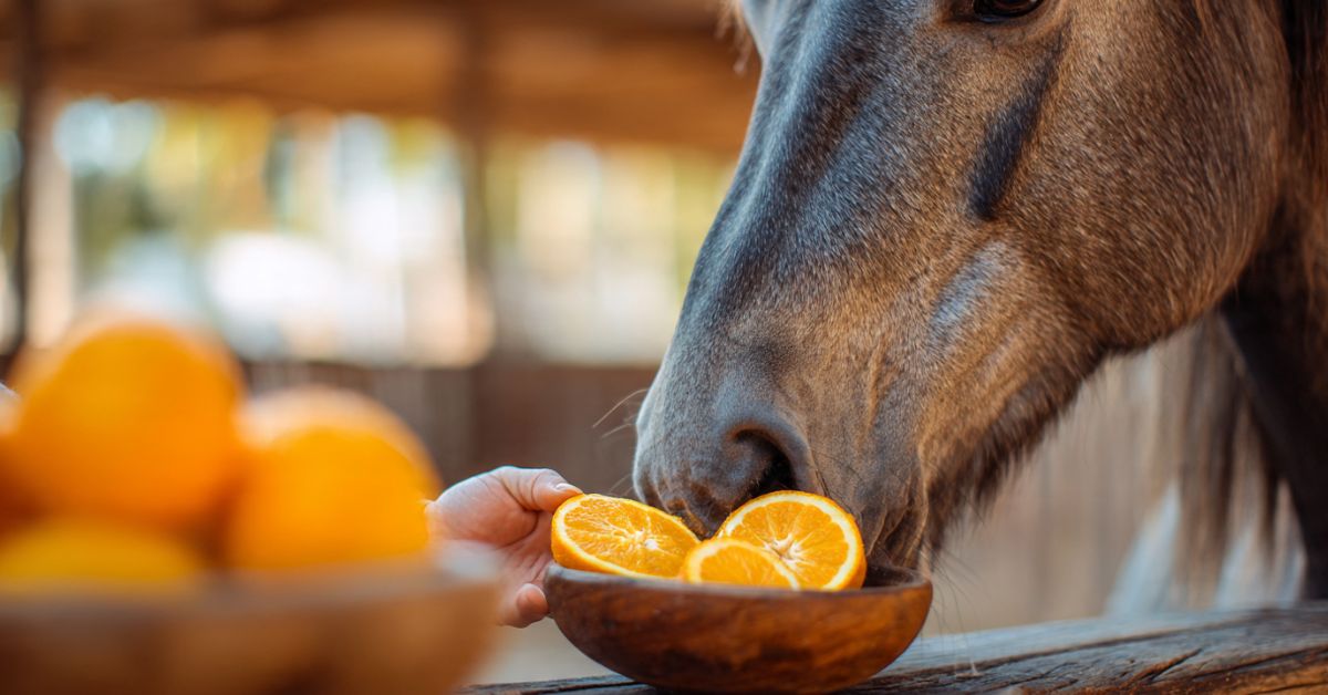 Can Horses Eat Oranges
