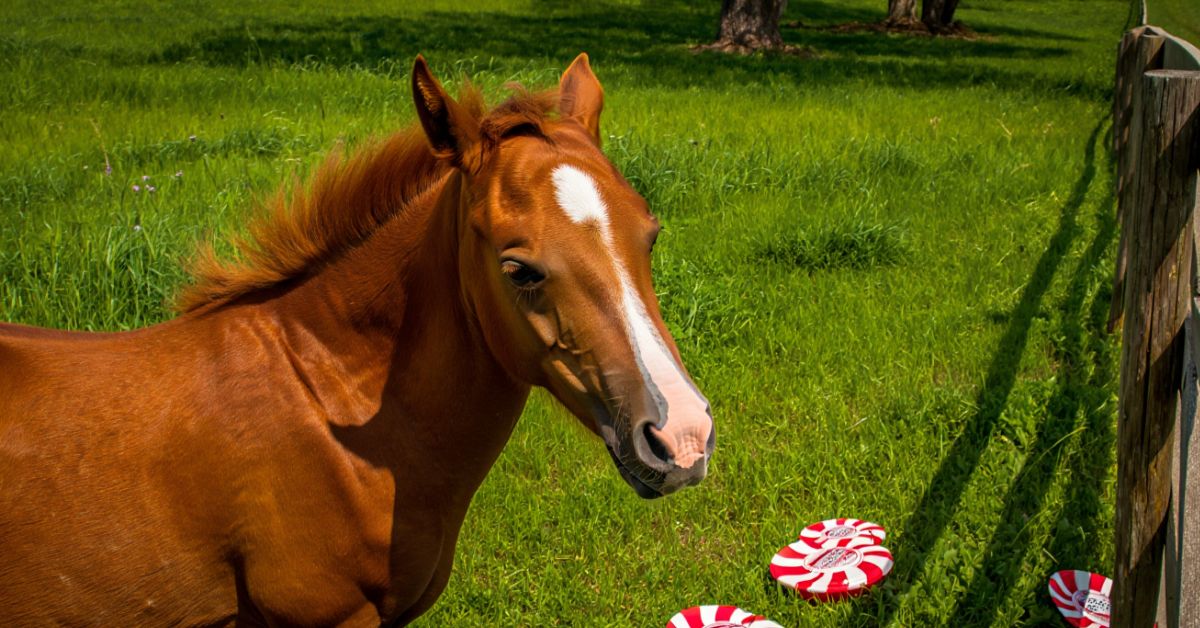 Can Horses Eat Peppermints