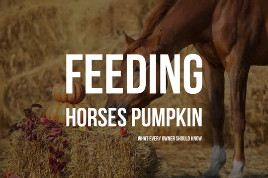 Can Horses Eat Pumpkin