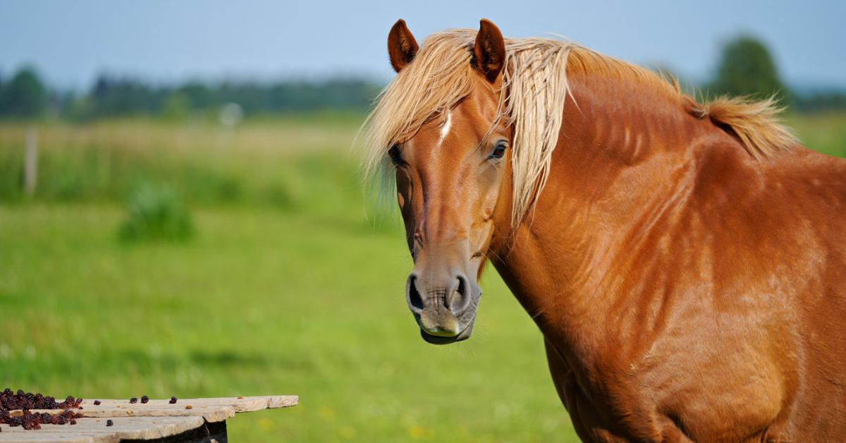 Can Horses Eat Radishes