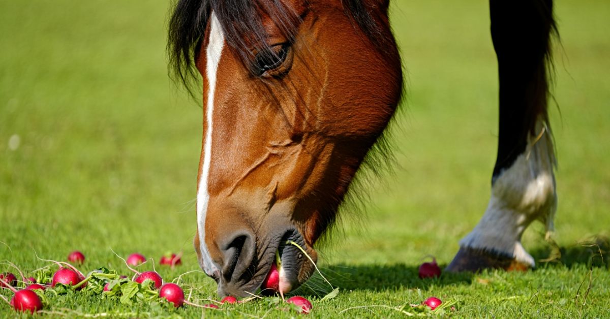 Can Horses Eat Raisins