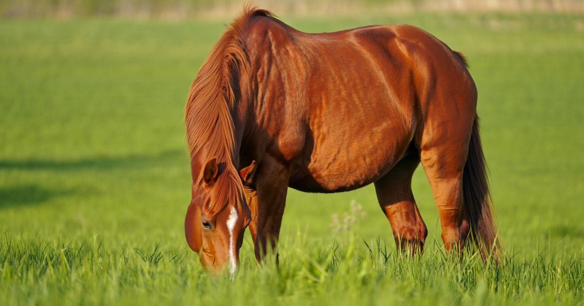 Can Horses Eat Rye Grass