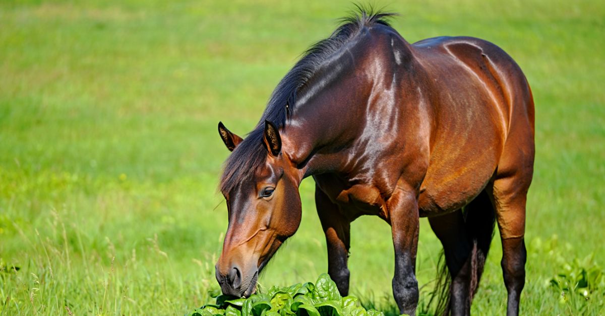 Can Horses Eat Spinach