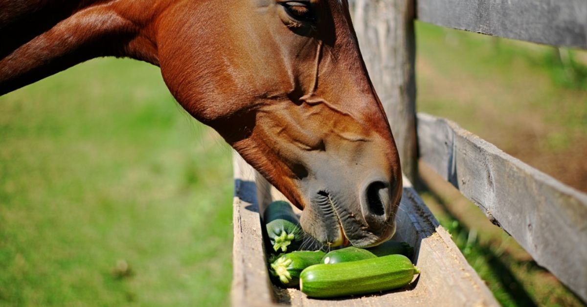 Can Horses Eat Zucchini