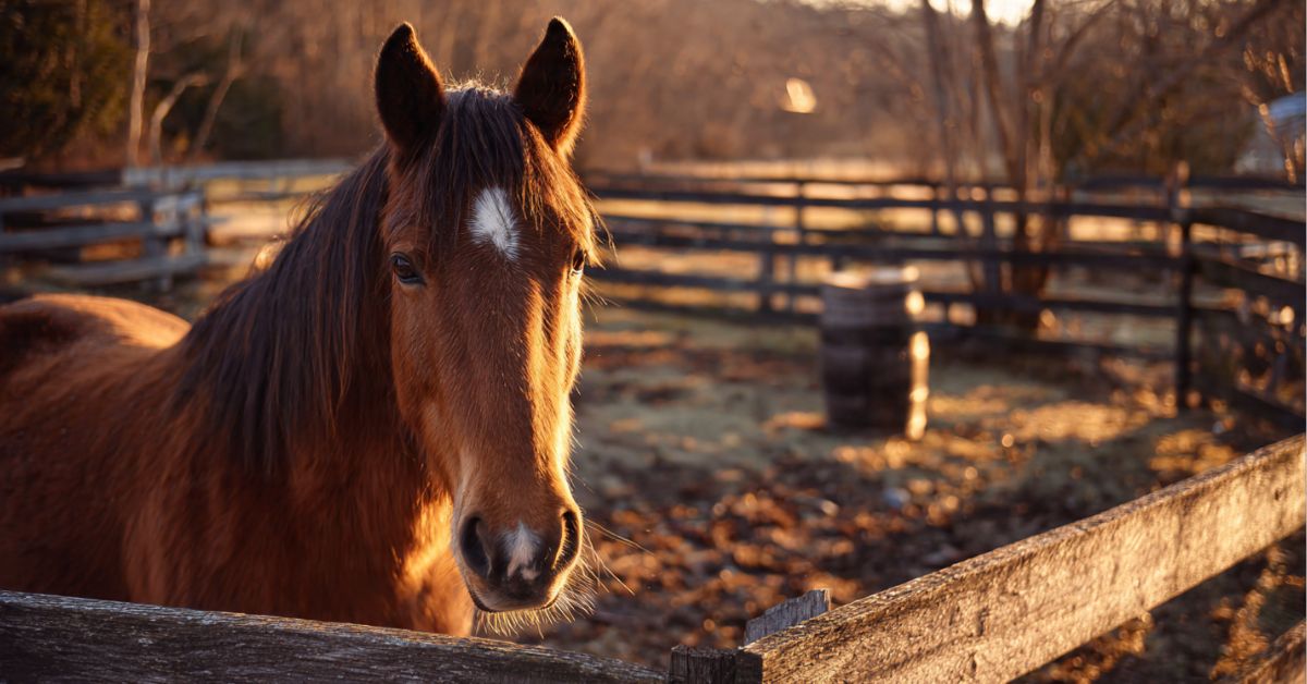 Can Horses Get Drunk