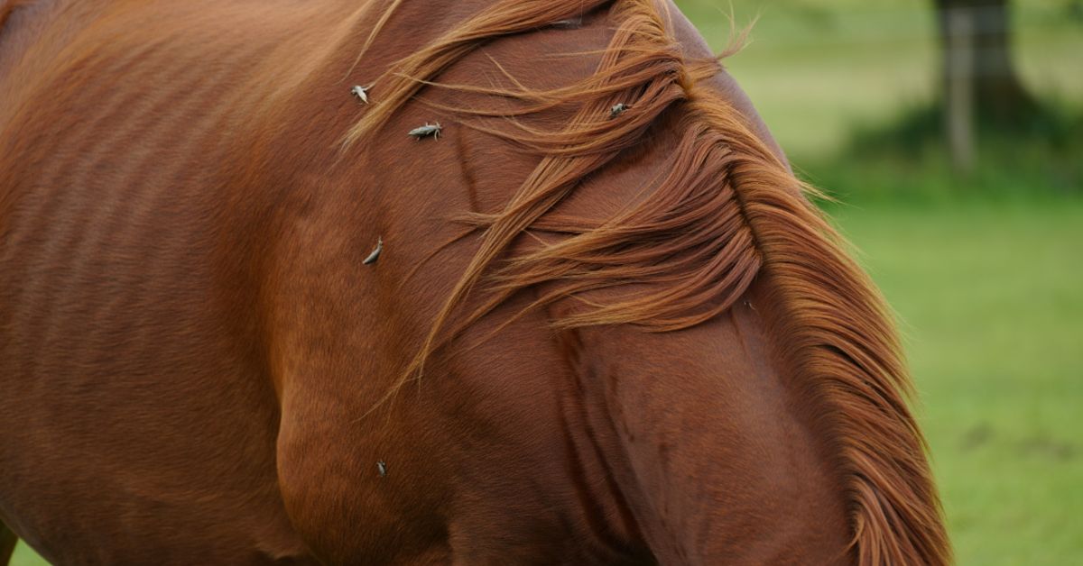 Can Horses Get Fleas