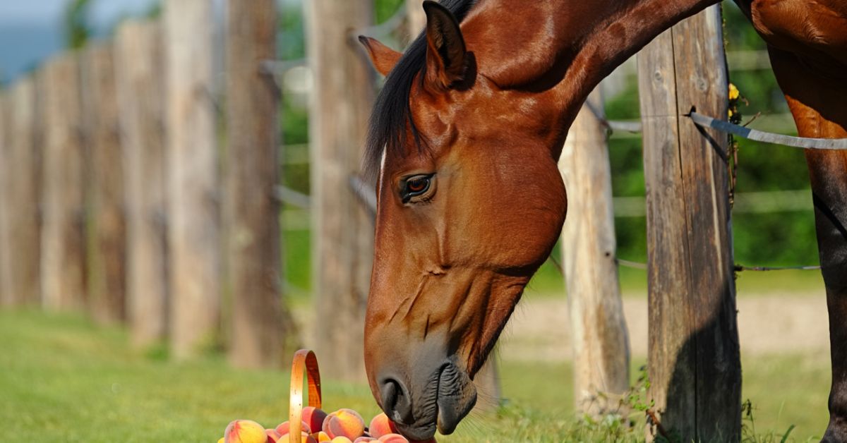 Can Horses Have Peaches