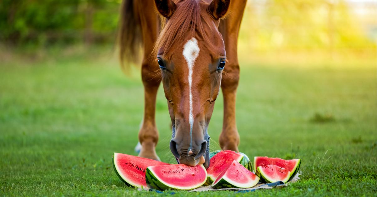 Can Horses Have Watermelon Rinds