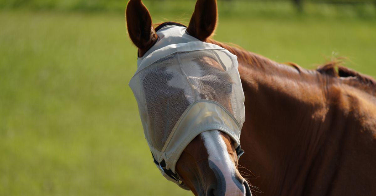 Can Horses See Through Fly Masks
