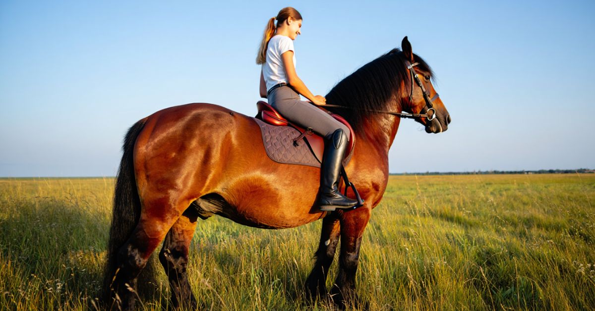 Can You Ride a Draft Horse