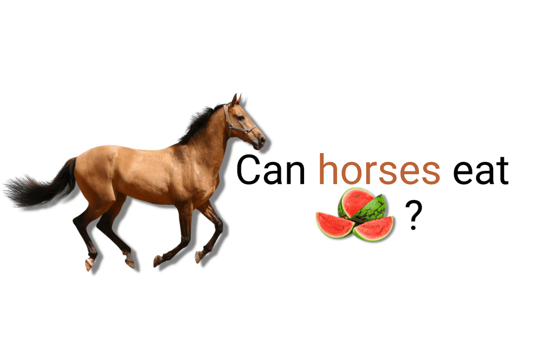 Can horses eat watermelon?