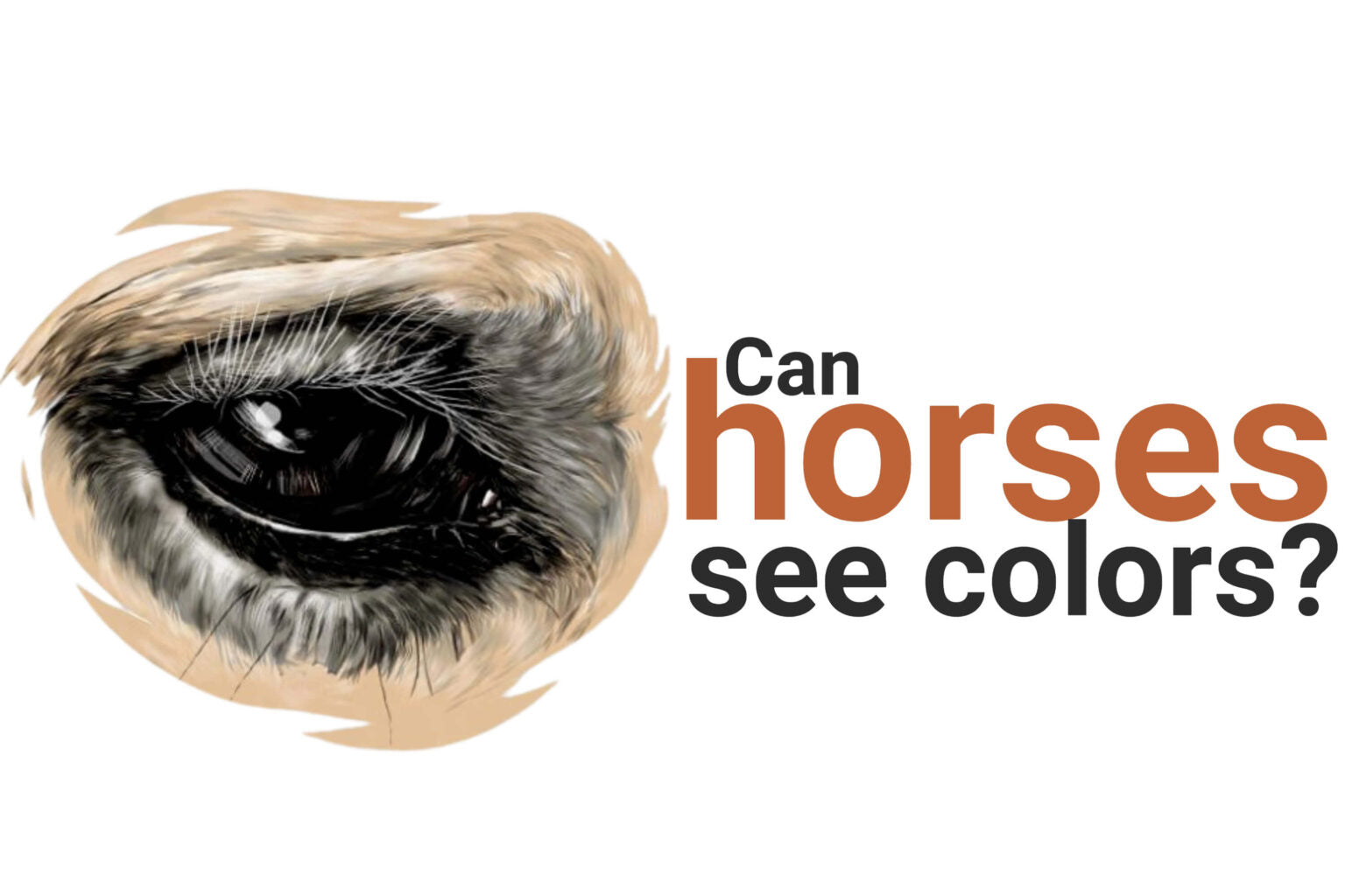 Can horses see color?