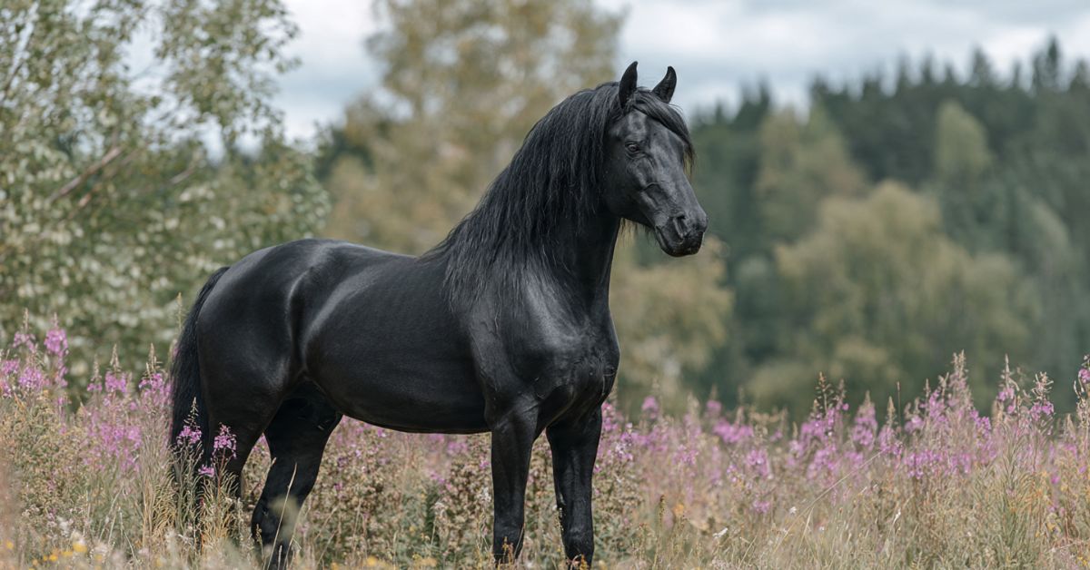 Discover the Versatile Black Beauty