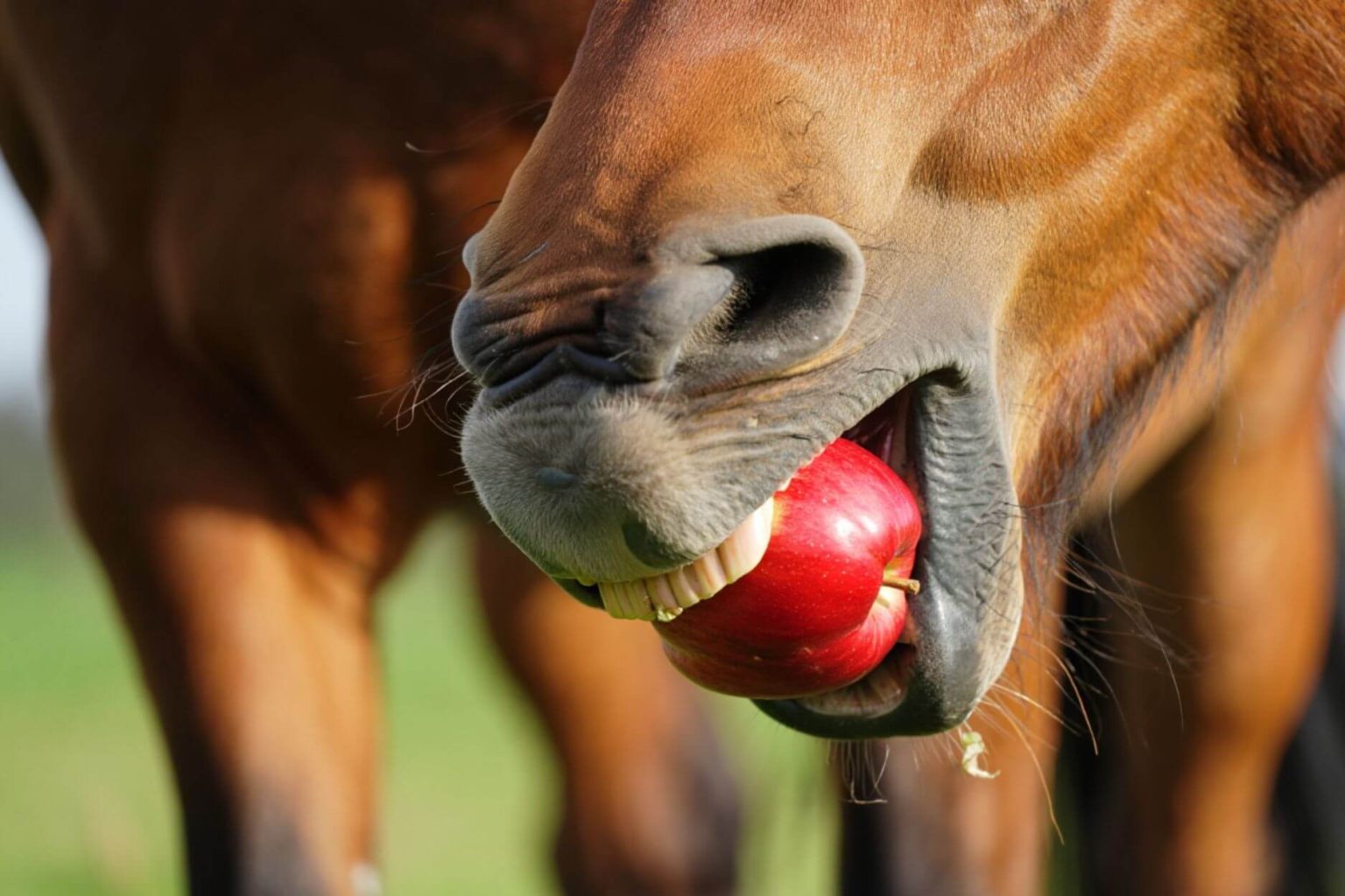 Do Horses Like Apples? The Complete Guide to This Equine Favorite