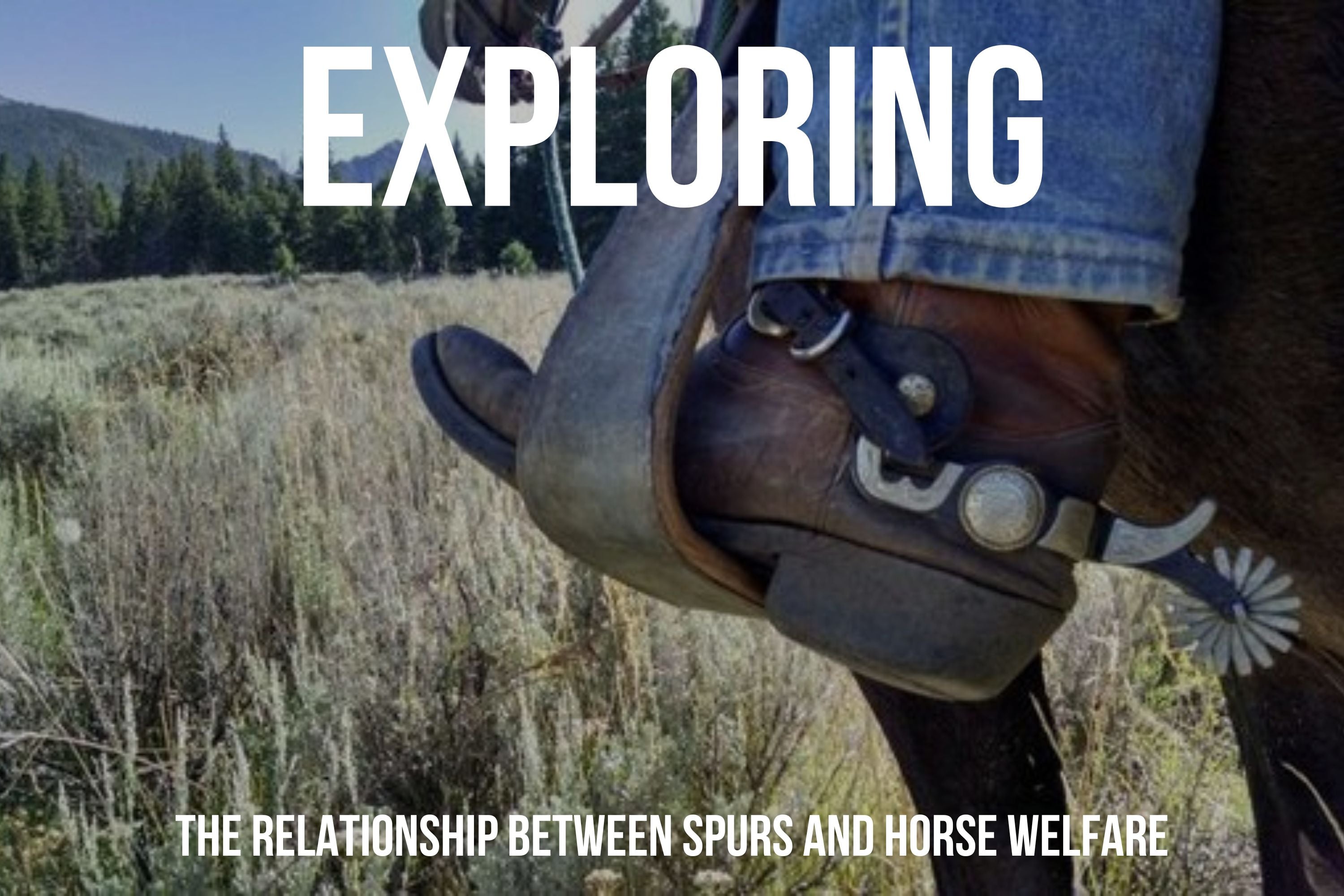 Do Spurs Hurt Horses? Unveiling the Controversial Debate