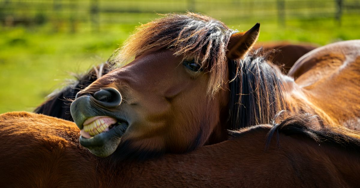 Do Horses Chew Cud
