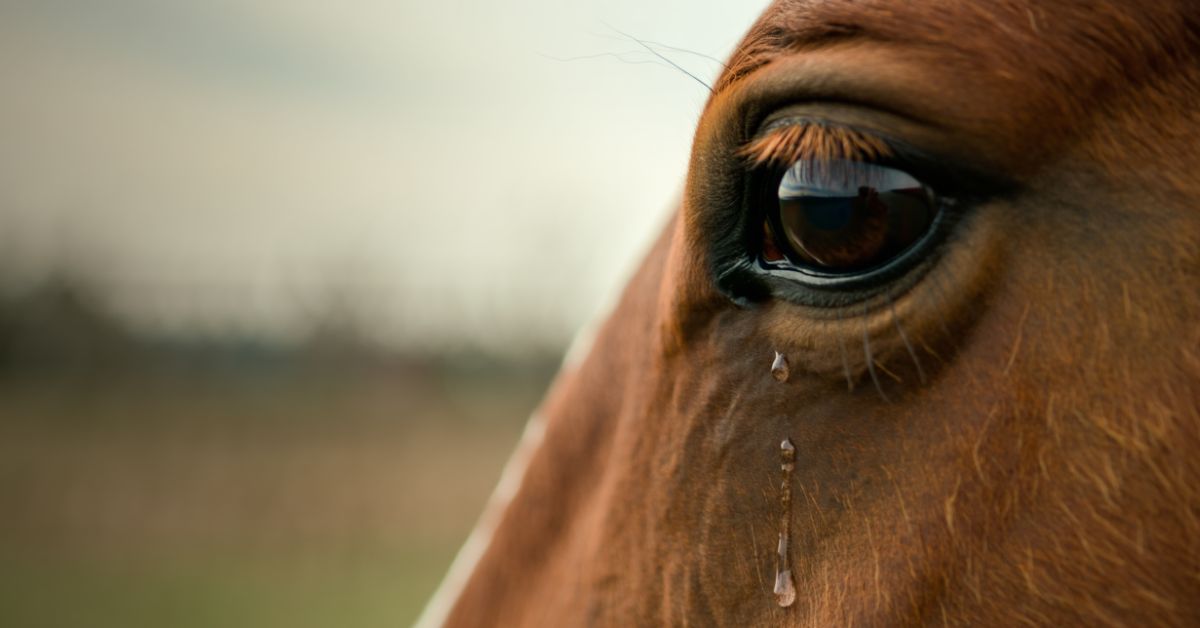 Do Horses Cry