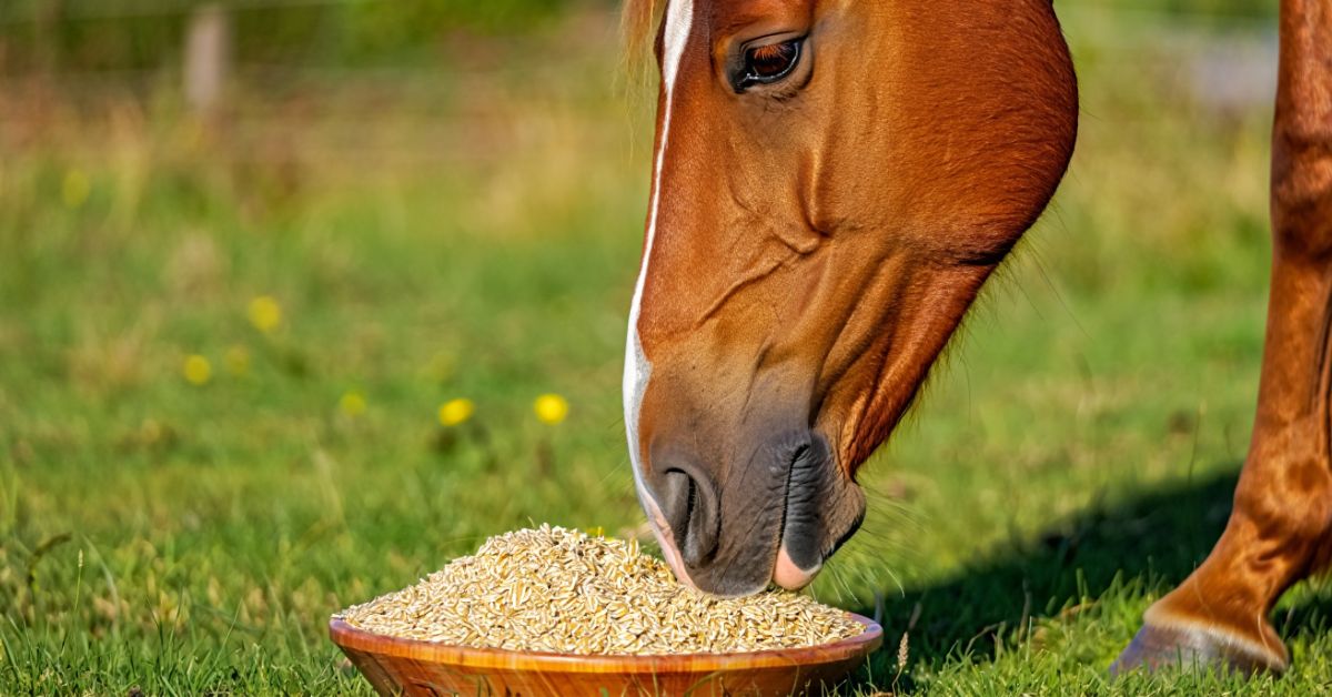 Do Horses Eat Oats