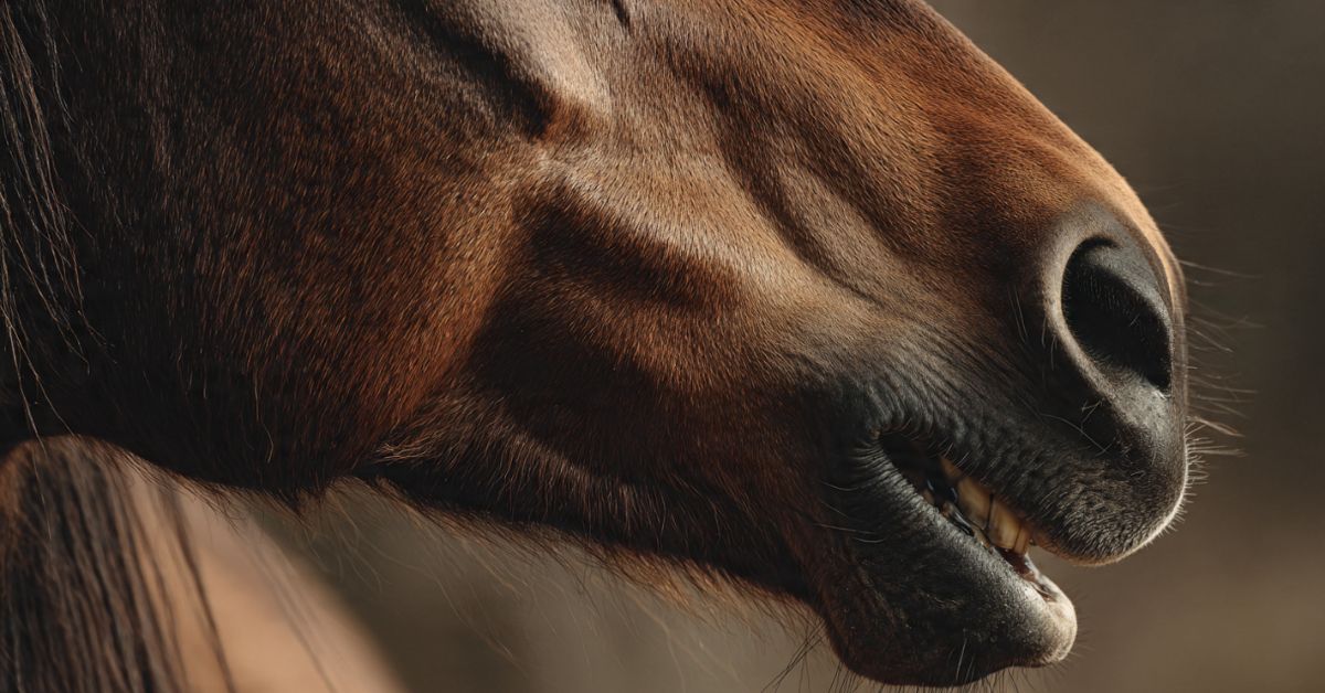 Do Horses Have Canine Teeth