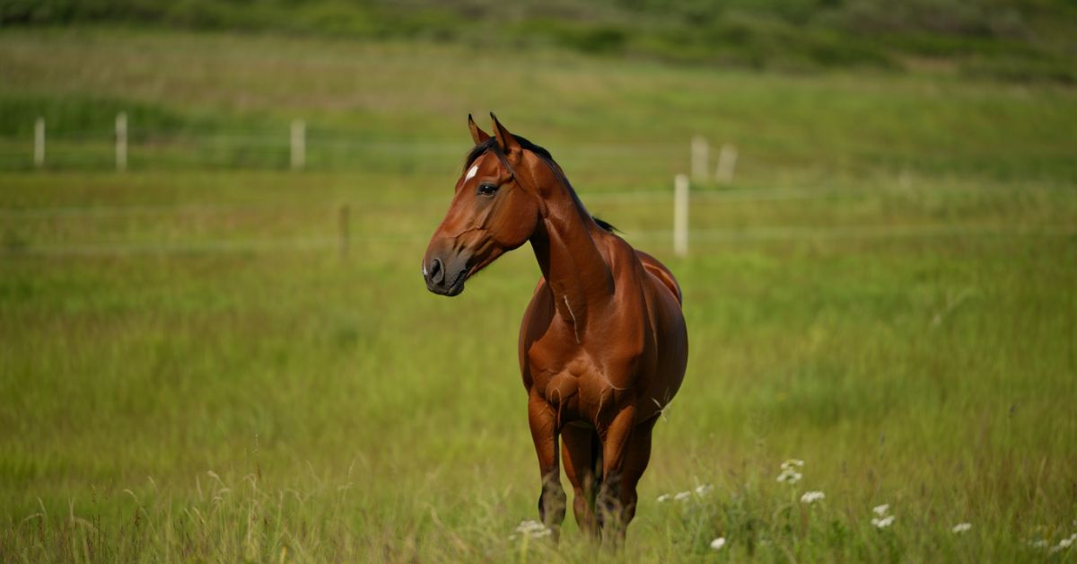 Do Horses Have Nipples