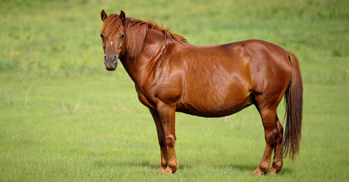 Do Horses Have Periods
